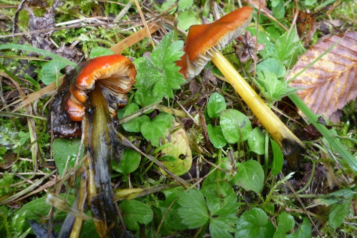 copie de L1080011.JPG