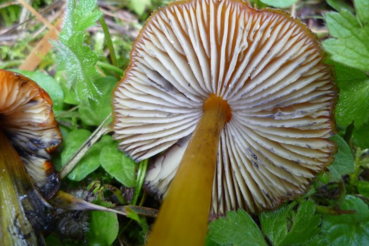 copie de L1080019.JPG