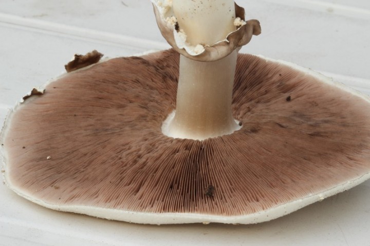 agarics (7).jpg