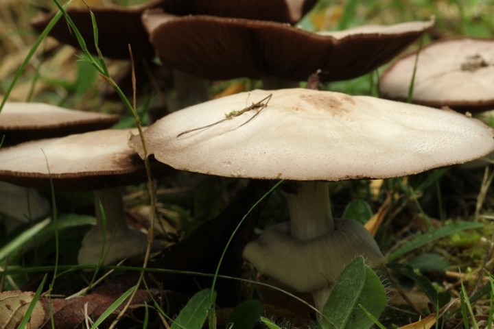 agarics (10).jpg