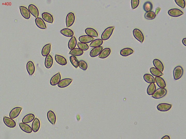 spores_C-lacustris.jpg