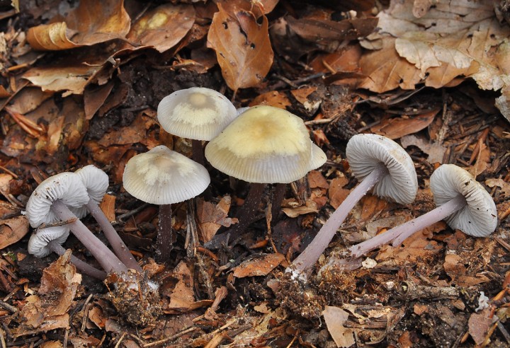 Mycena_pura_fo_multicolor_2.jpg