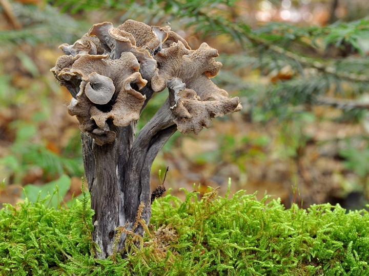 Craterellus_cornucopioides_2.jpg