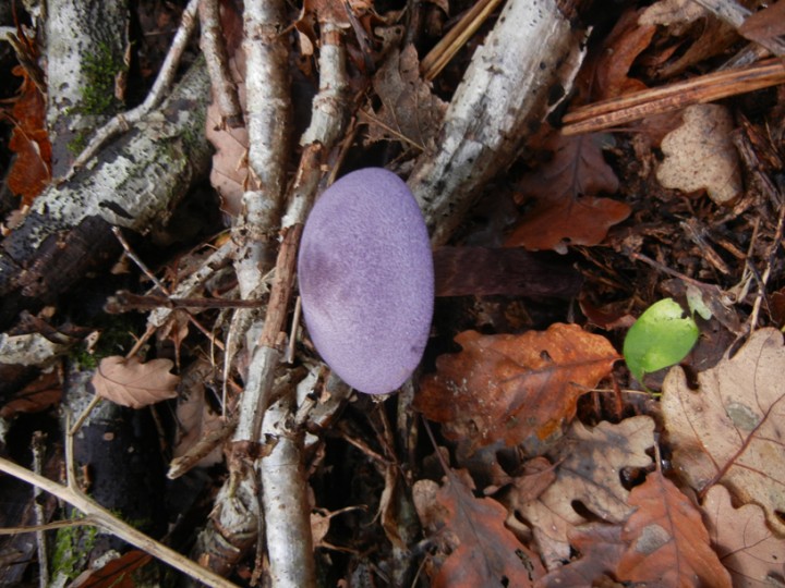 DSCN6004.JPG
