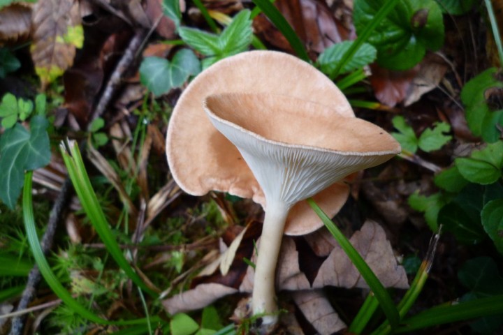 copie de L1080348.JPG