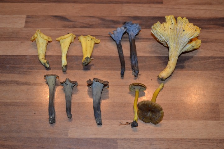 DSC_0349.JPG