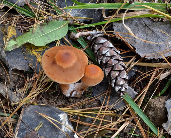 Cortinarius subbalaustinus 2 (07-10-13).jpg