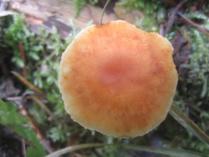 2013.10.07.FREYLANGE.fungi.X.X.JR (3)_800x600.jpg