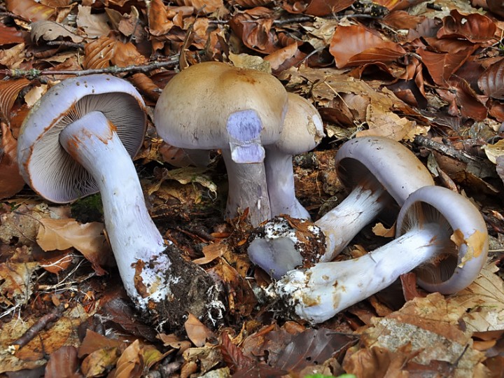 Cortinarius_cyanobasalis_var_sabaudiae_1.jpg