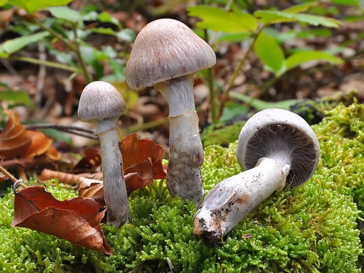 Cortinarius_torvus.jpg
