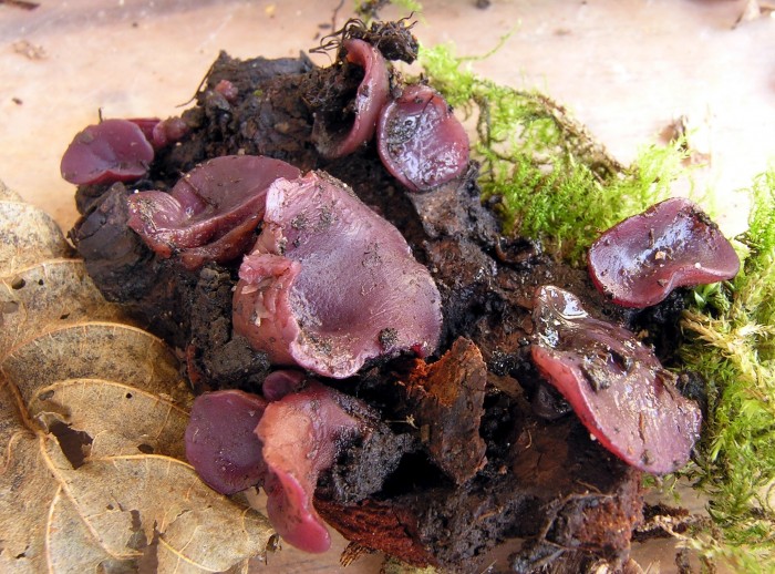 Ascocoryne cylichnium 670.jpg
