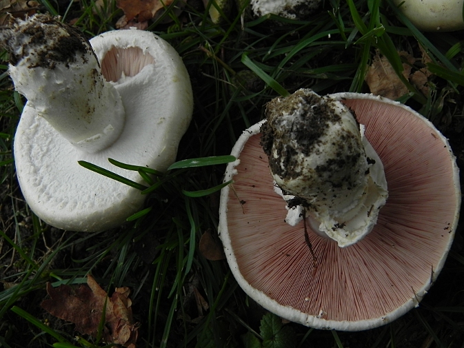 DSCN8896b.JPG