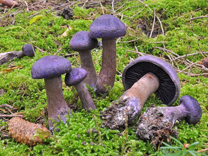 Cortinarius_hercynicus.jpg