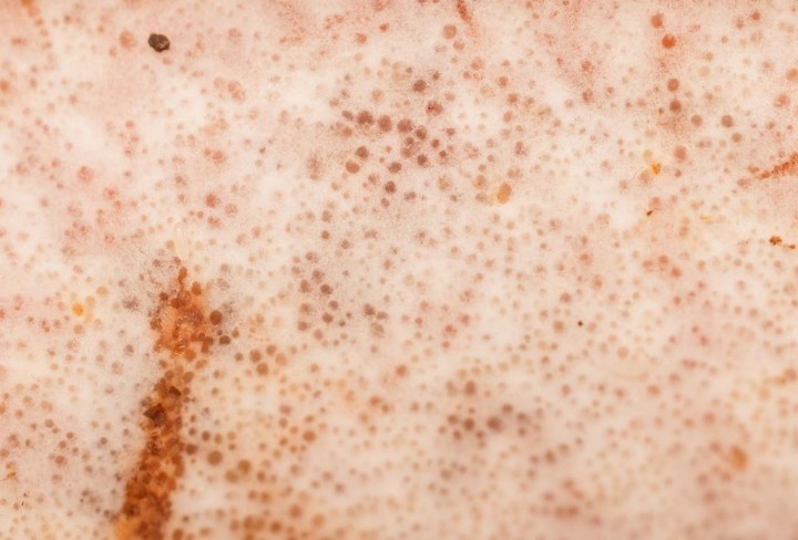 hyménium, détail
