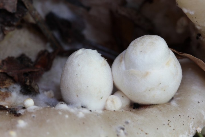 Volvariella surrecta.JPG