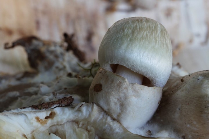 Volvariella surrecta1.JPG