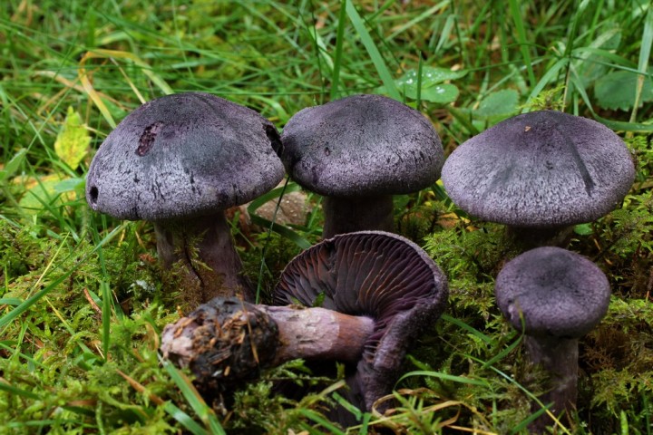 Cortinarius hercynicus.JPG