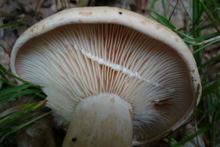 copie de L1070845.JPG