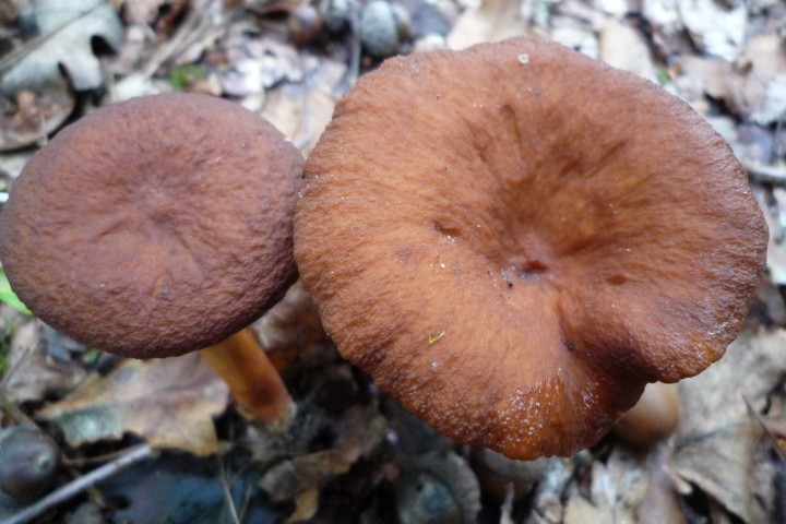 copie de L1080936.JPG