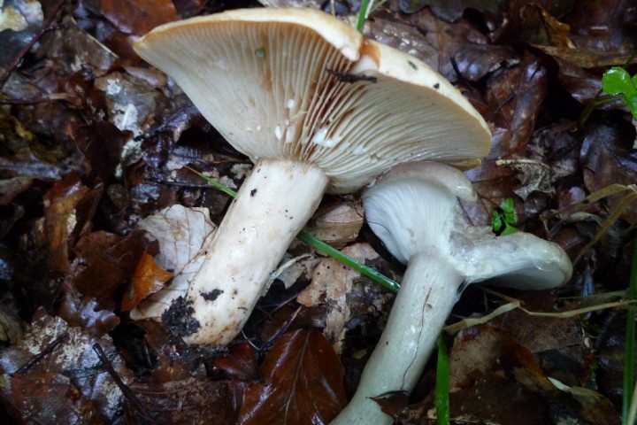 copie de L1090008.JPG