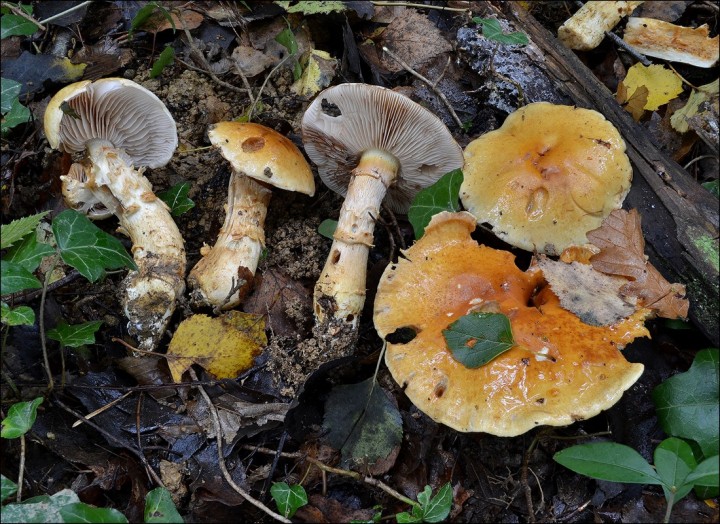 Cortinarius triumphans 1 (16-10-13).jpg