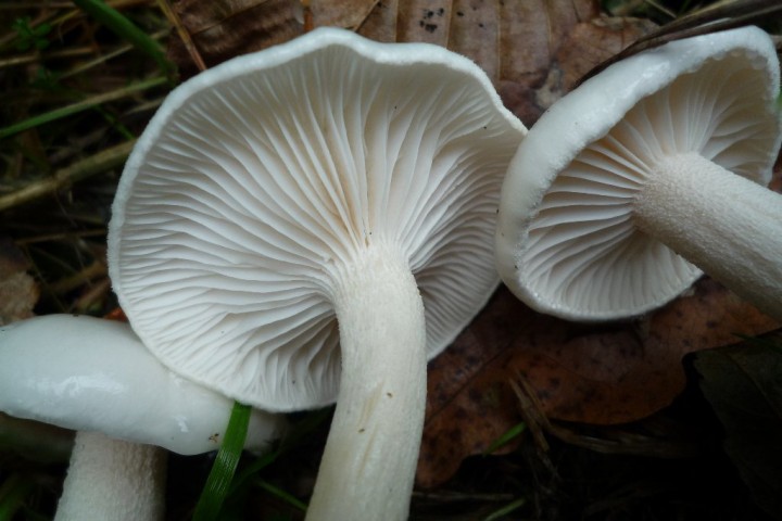 copie de L1080980.JPG