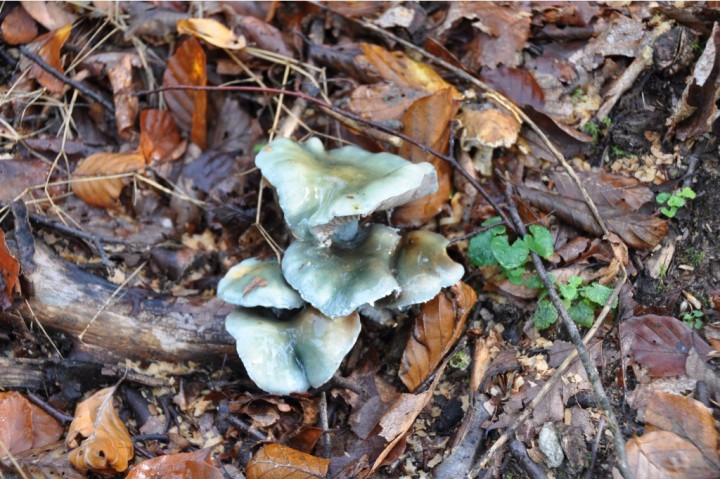 DSC_0008_w.jpg