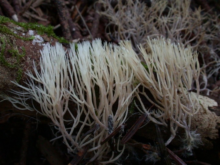 Pterula multifida_DSCN9329.JPG