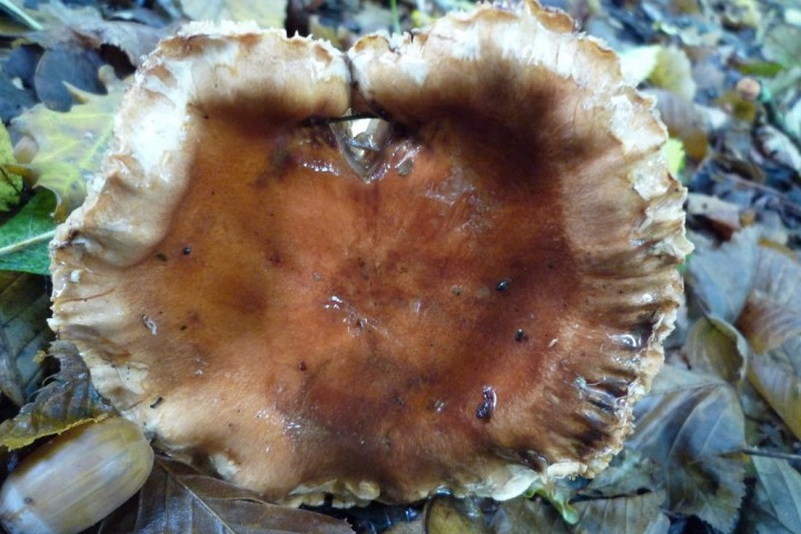 copie de L1090215.JPG