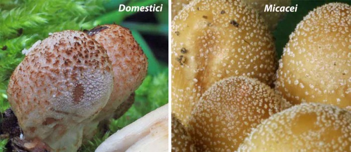Domestici-Micacei.jpg