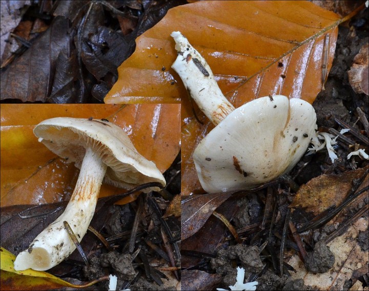 Cortinarius cristallinus 1 (21-10-13).jpg
