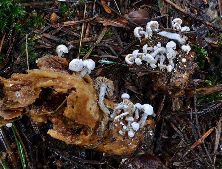 Asterophora parasitica 1 (21-20-13).jpg