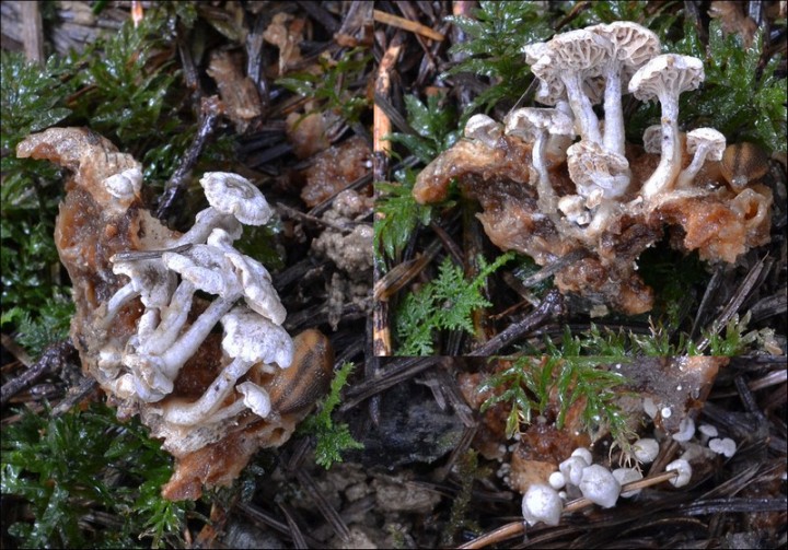 Asterophora parasitica 4 (21-10-13).jpg