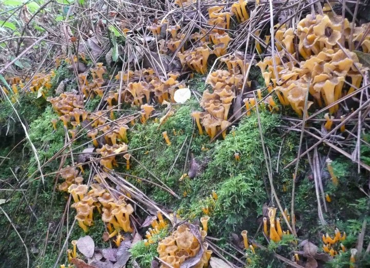 Chanterelle-jaune.JPG