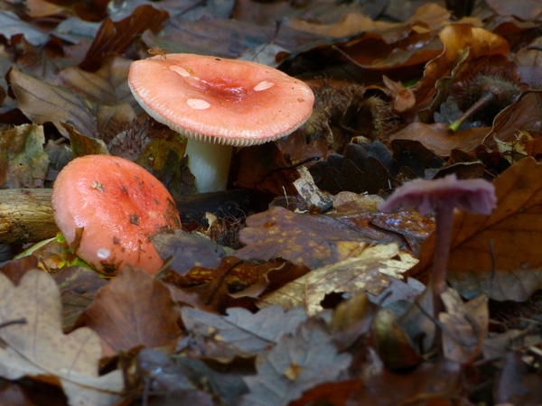 P1100786m1_600x450.jpg