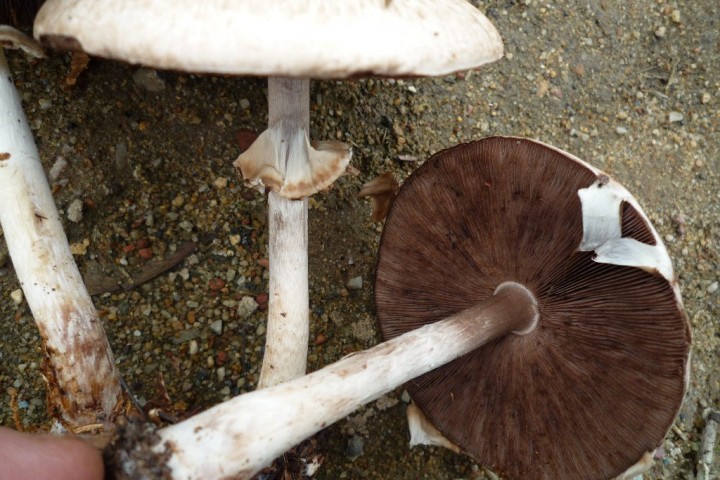 copie de L1090462.JPG