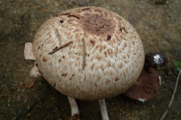 copie de L1090464.JPG