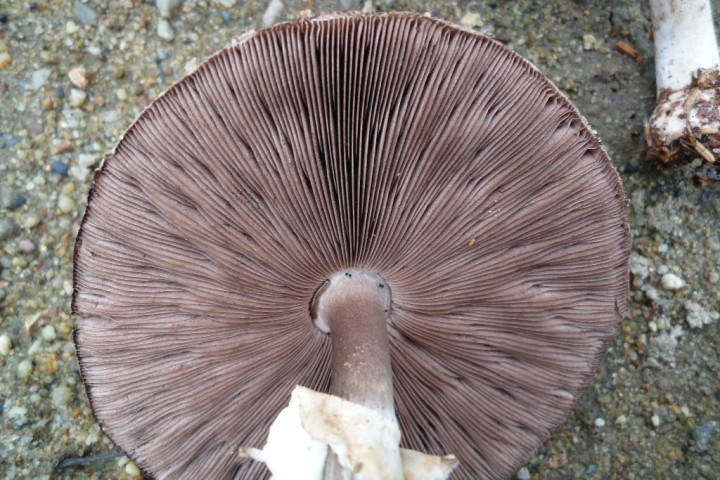 copie de L1090467.JPG