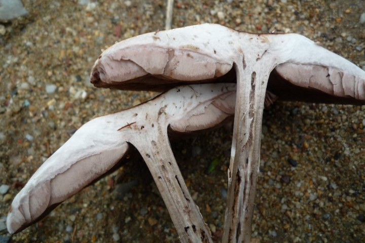 copie de L1090476.JPG