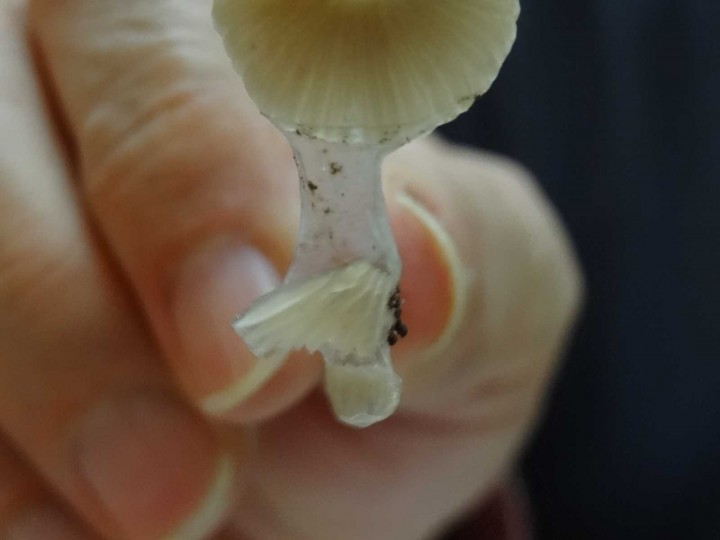 Membrane sur le chapeau