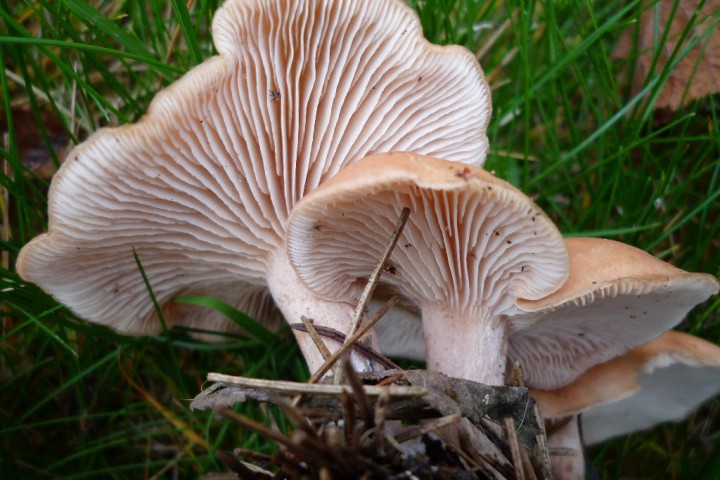 copie de L1090499.JPG