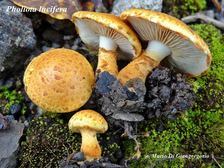 Pholiota lucifera