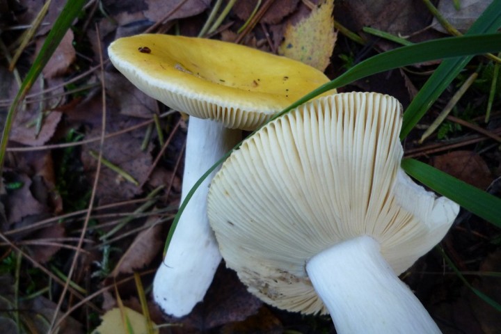copie de L1090714.JPG