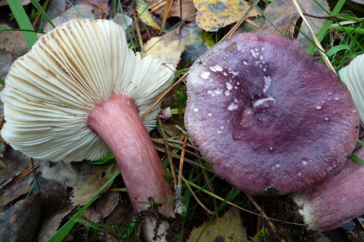 copie de L1090645.JPG