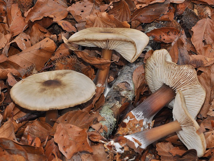 Collybia_butyracea_azema.jpg