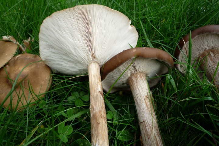 copie de L1090519.JPG
