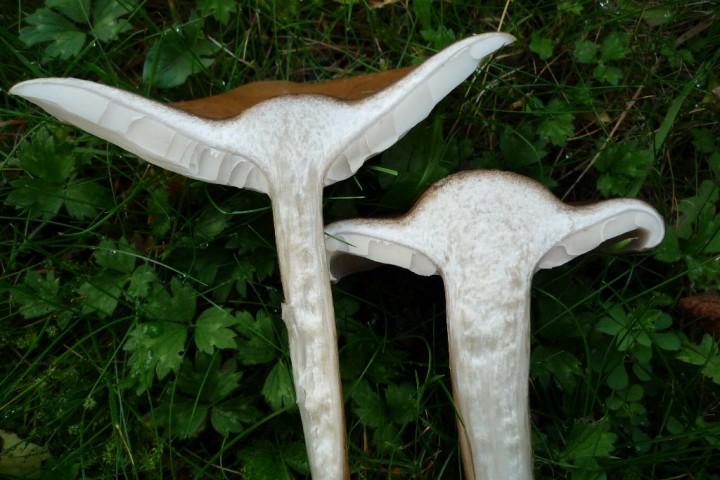 copie de L1090524.JPG