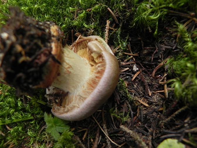 DSCN8477b.JPG
