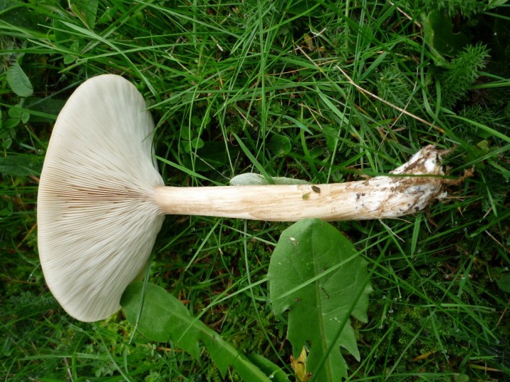 copie de L1030077.JPG