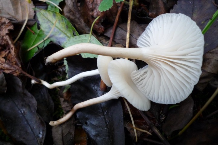 copie de L1090946.JPG